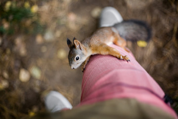 Curious brave wild squirrel with a fluffy tail climbs on the foot of a man in the autumn forest