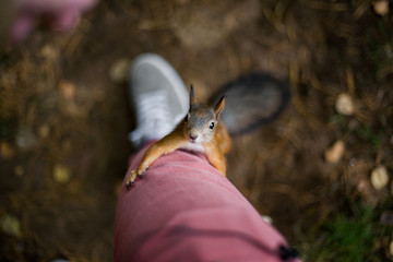 Curious brave wild squirrel with a fluffy tail climbs on the foot of a man in the autumn forest