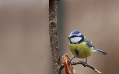 little blue tit has found food on a tree branch ....