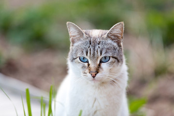 Naklejka na ściany i meble Cute blue-eyed cat walking outdoors