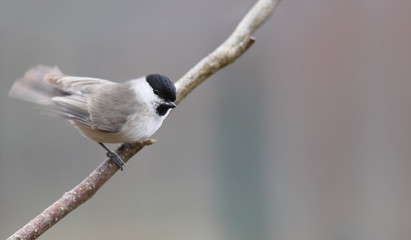 Planting willow tit on a thin branch