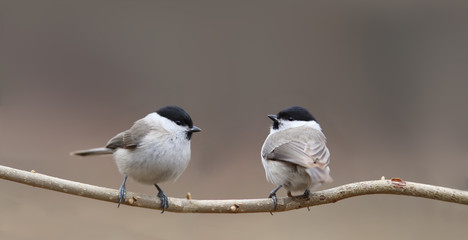 The couple willow tits sit on a branch on a blurred brown background, turning in different directions