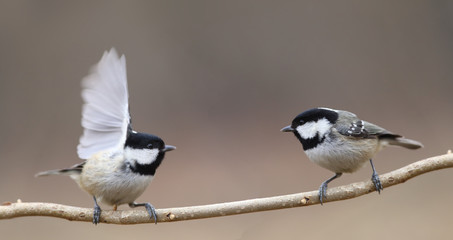 Two coal tit sit on one branch, on a blurry brown background
