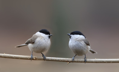 Two willow tits sit on a thin a branch, facing each other ...
