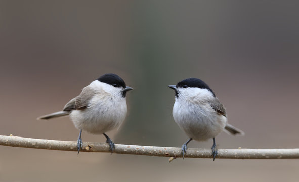Two willow tits sit on a thin a branch, facing each other ...