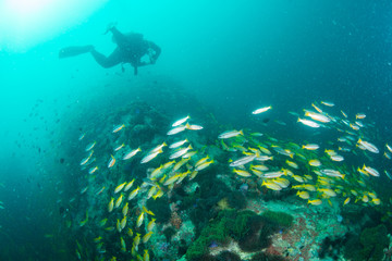 Fototapeta na wymiar Wonderful and beautiful underwater world with Scuba Diving on a Coral Reef with Tropical Fish
