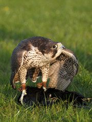 Bird of Prey