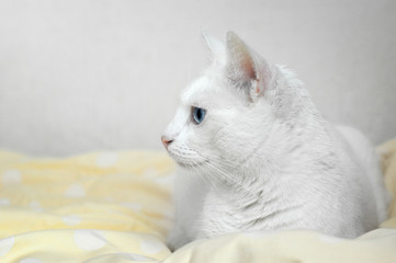 Biały kot z niebieskimi oczami leżący na w łóżku - obrazy, fototapety, plakaty