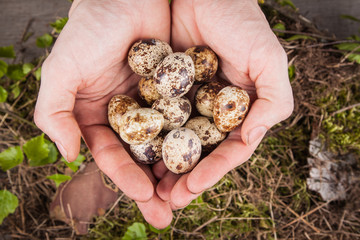 quail eggs in hands