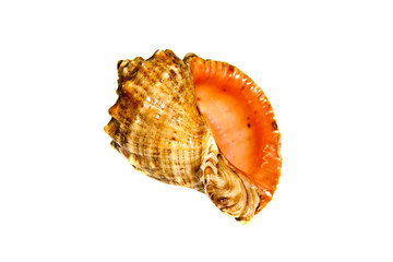shell isolated on white background