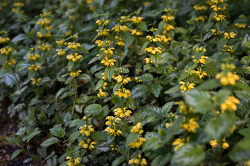Flowers Lamium yellow blossoms in spring
