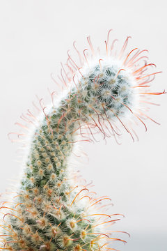 Cactus Macro
