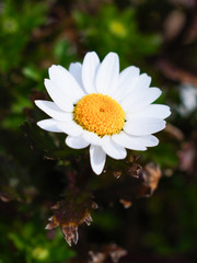 Obraz premium ノースポールの花