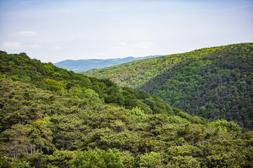 Fototapeta na wymiar hills covered with spring forest 