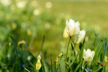 Fototapeta premium Tulipany wiosną na łące