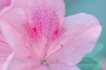 Fototapeta na wymiar blur floral background lush fresh azalea flowers