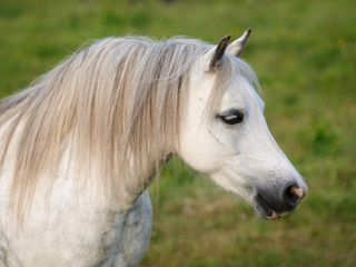 Obraz na płótnie Canvas Grey Horse Head Shot