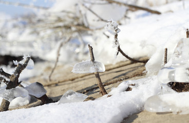 Frozen plants in winter