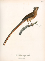 Illustration of a bird.