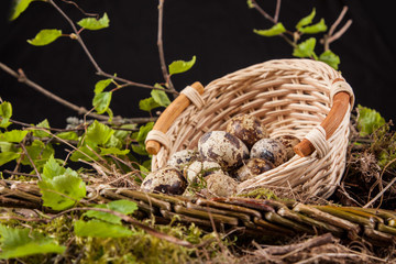 quail egg in basket on black background.
