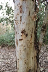 landscape, lac, bois, végétation, tree, love, lover, nature