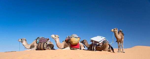 Panorama des chameaux dans le désert de dunes de sable du Sahara, Tunisie du sud