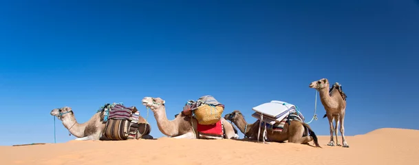 Papier Peint photo Lavable Chameau Panorama des chameaux dans le désert de dunes de sable du Sahara, Tunisie du sud