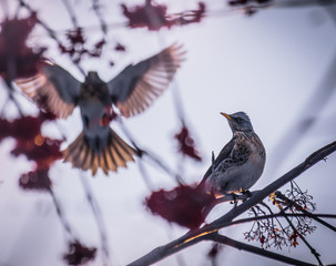 Fieldfare feed on rowan