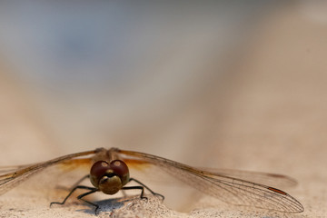 Dragonfly on the stone surface