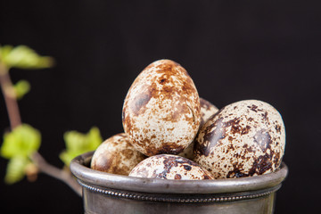 quail eggs on a black background and branches in the background