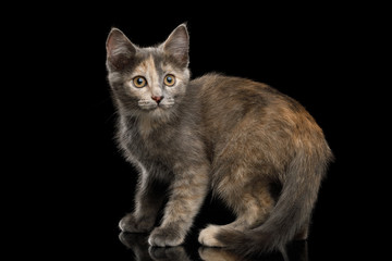 Fototapeta premium Playful Tortoise Kitten, Standing with beautiful tail, side view on Isolated Black Background