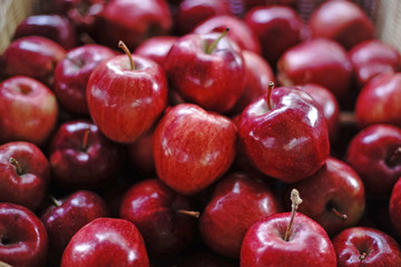 Red apple 