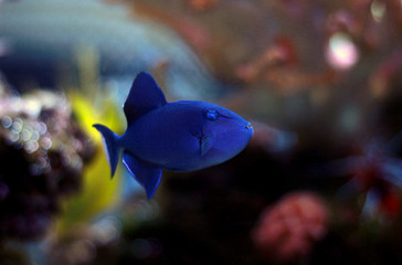 Niger Triggerfish (Odonus niger)
