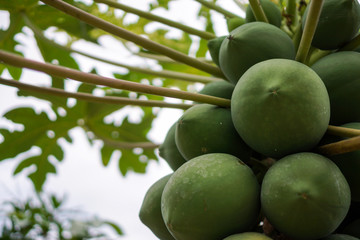 Papaya tree and fruits in orchard