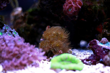 Yellow polyps colony coral