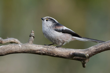 Naklejka premium Schwanzmeise