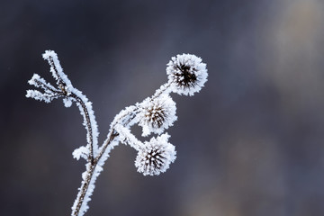 burdock plants covered with white fluffy crystals of cold ice and frost