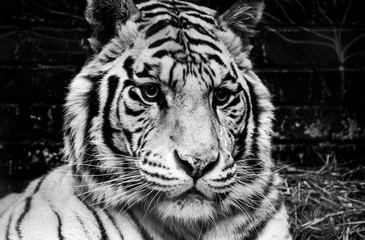 wild white tiger