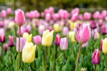 Tulpen im Frühling auf einer Wiese