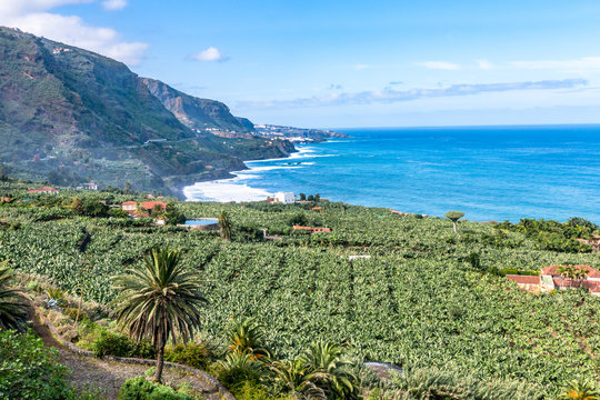 Teneriffa - Bananenplantage und Steilküste bei Los Realejos