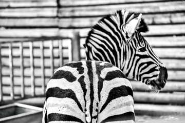 Obraz na płótnie Canvas zebra behind