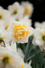 Blooming Daffodil Lingerie close up
