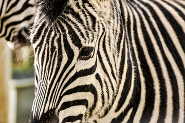 Fototapeta na wymiar Zebra closeup 