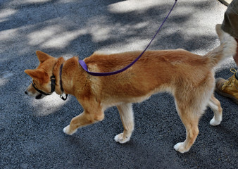 Australian dog dingo
