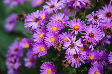 close up on purple flowers of aster