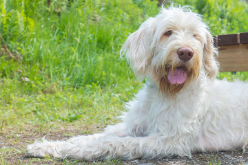 A white wire-haired young dog of spinone italiano breed is laying and patiently waiting for her owner