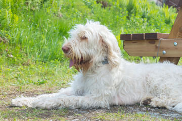 A white wire-haired young dog of spinone italiano breed is laying and patiently waiting for her owner