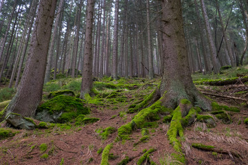 Wald