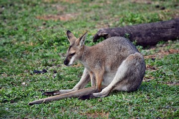 Naklejka na ściany i meble Young cute wild gray wallaby kangaroo
