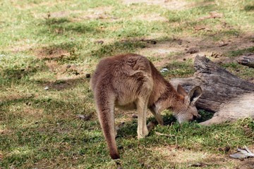  Wild red kangaroo eating on the grass in the park